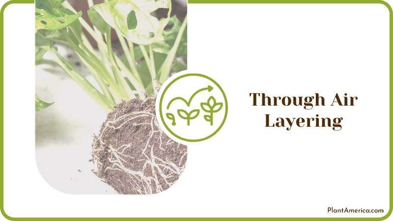 How to Content IMAGE Through Air Layering