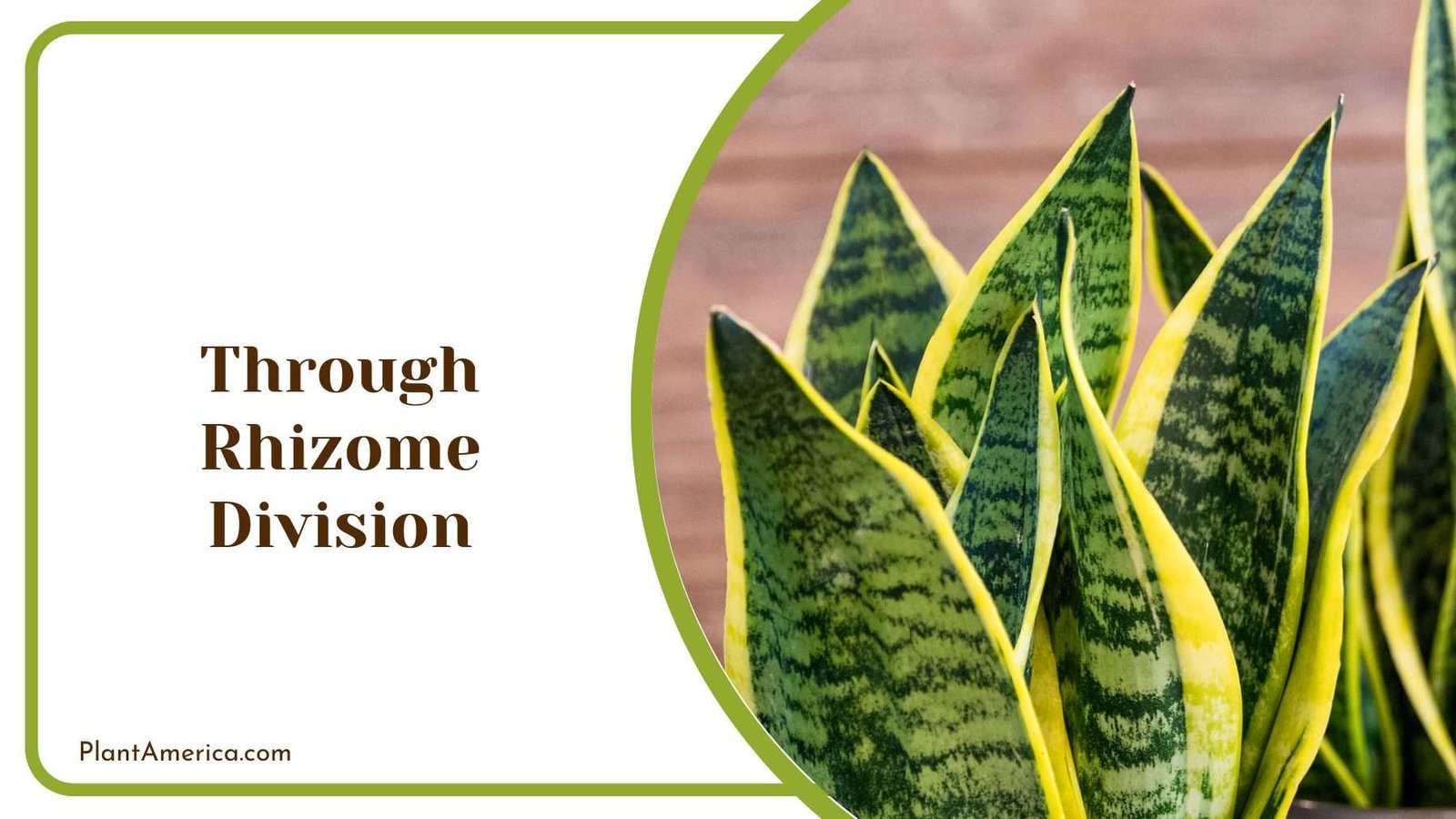 Through Rhizome Division Plant America