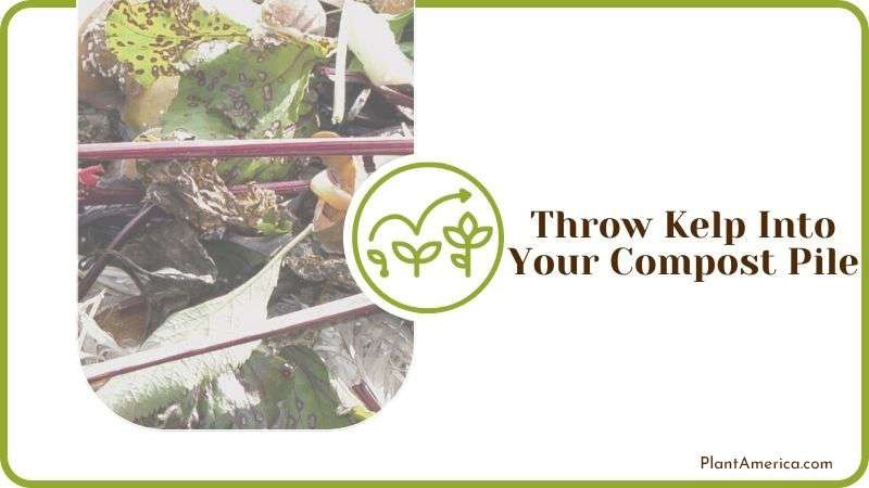 Throw Kelp Into Your Compost Pile PlantAmerica