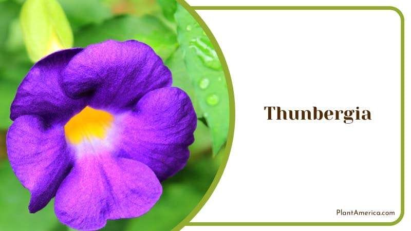 Thunbergia Flower Hanging in the Plant Plant America