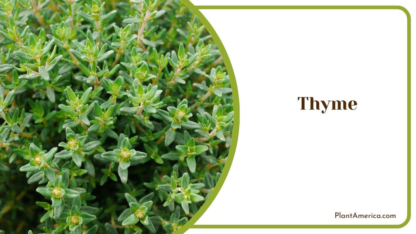 Thyme Bush Plant America Thyme Bush Plant America