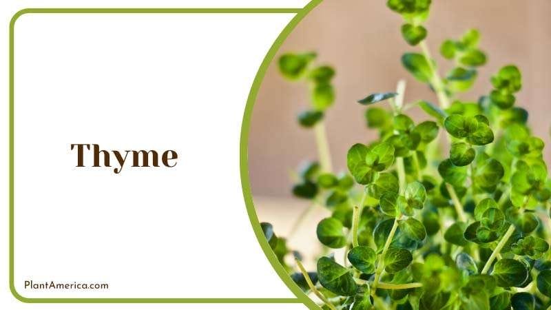 Thyme Fragrant plants easily push wasps away PlantAmerica
