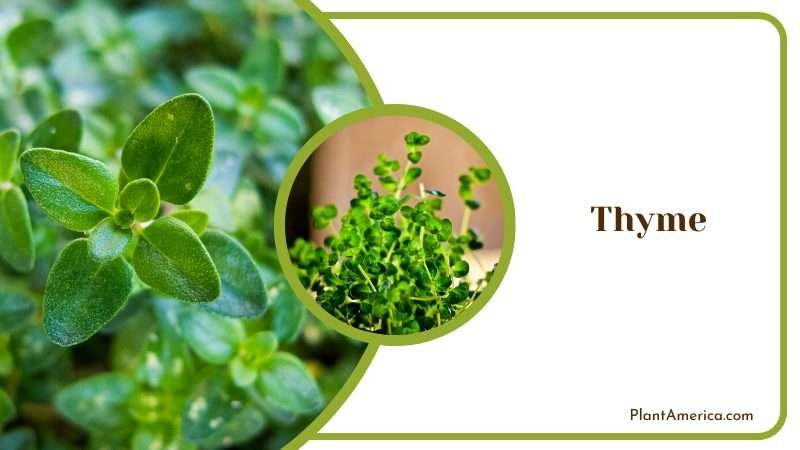Thyme Grows in House Plant America