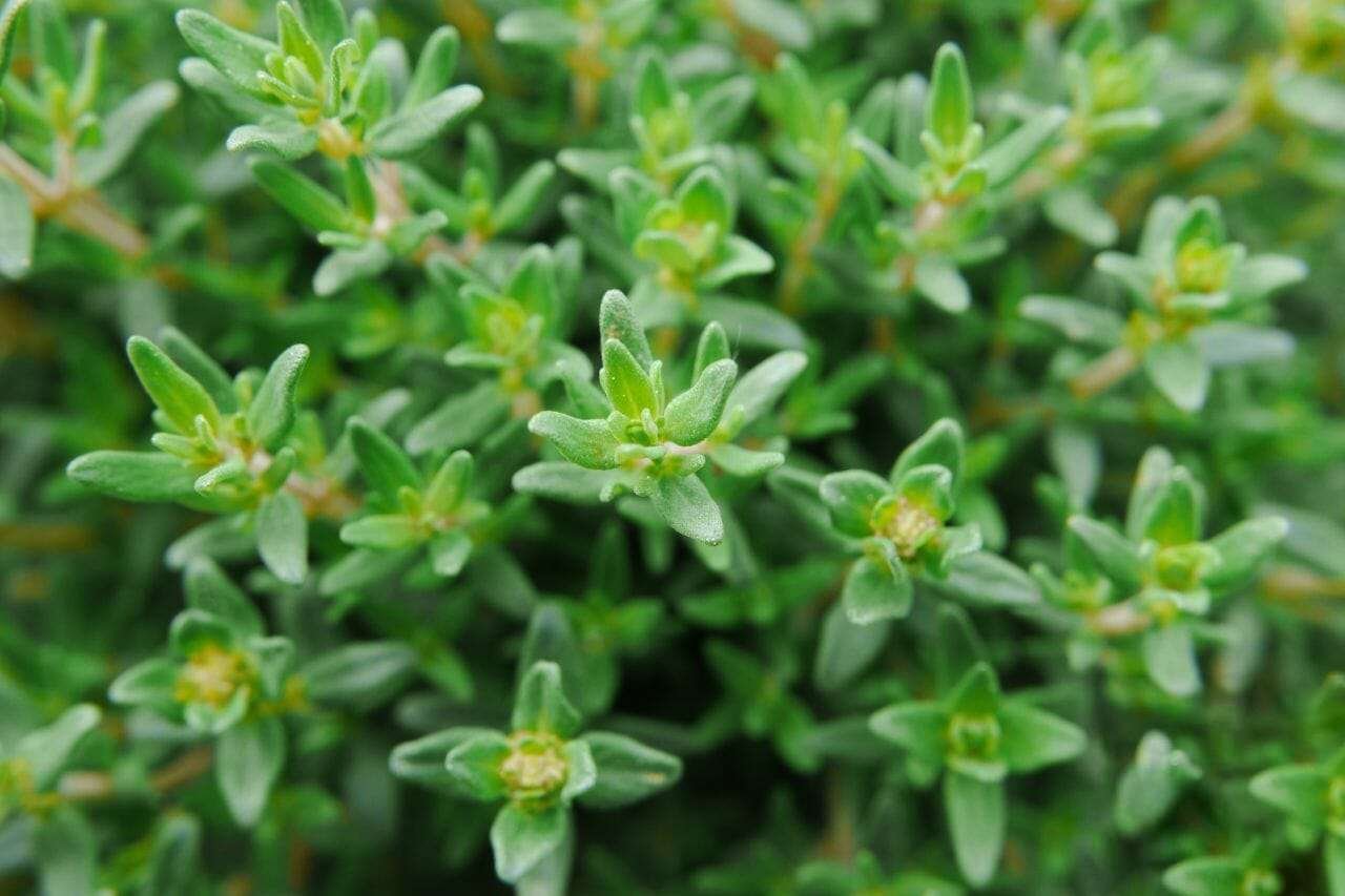 Thyme Plant America