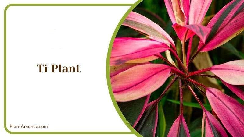 Ti Plant PlantAmerica