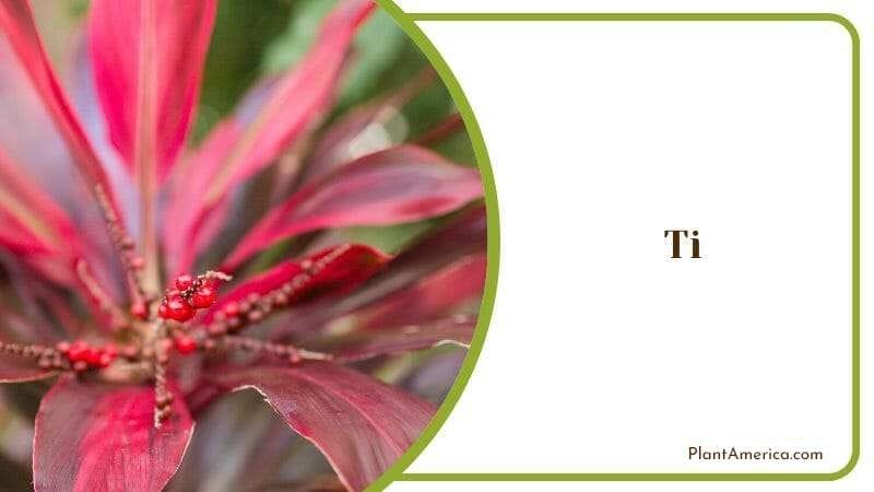 Ti or Cordyline Fruticosa