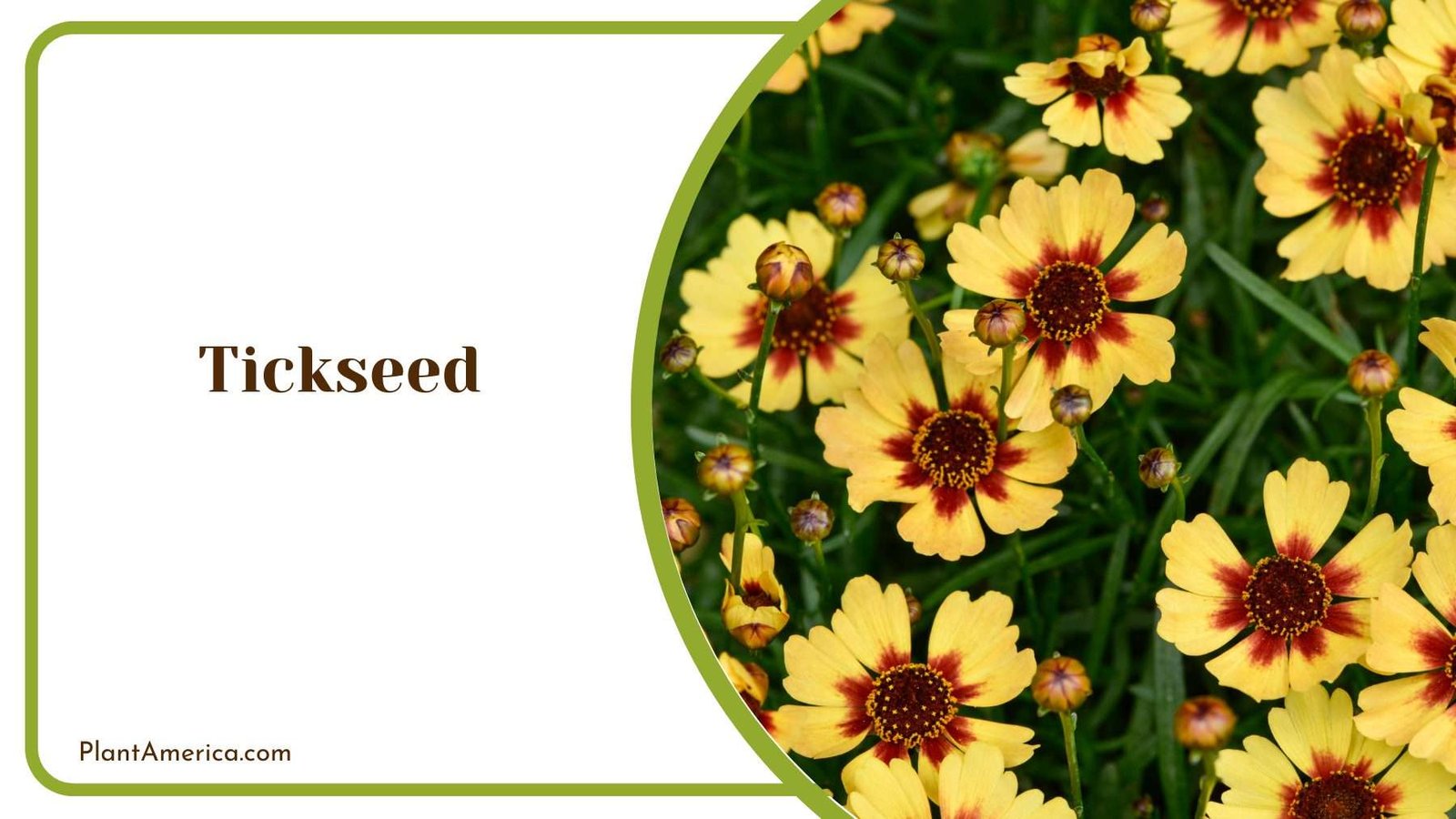 Tickseed Flower Plant America Tickseed Flower Plant America
