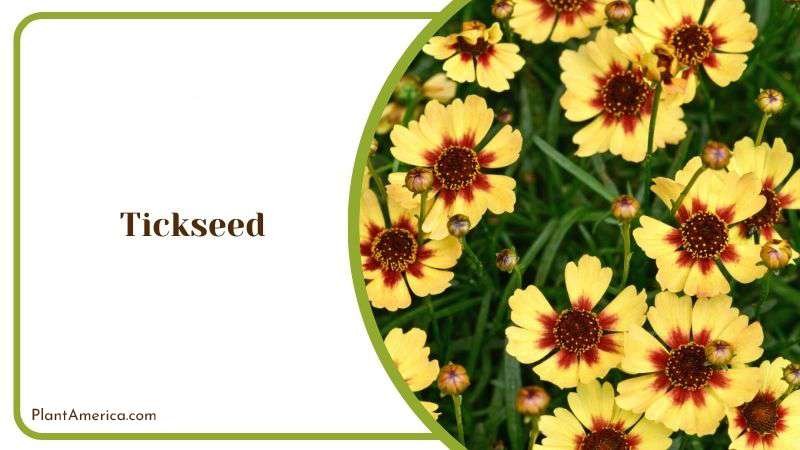 Tickseed Plant America