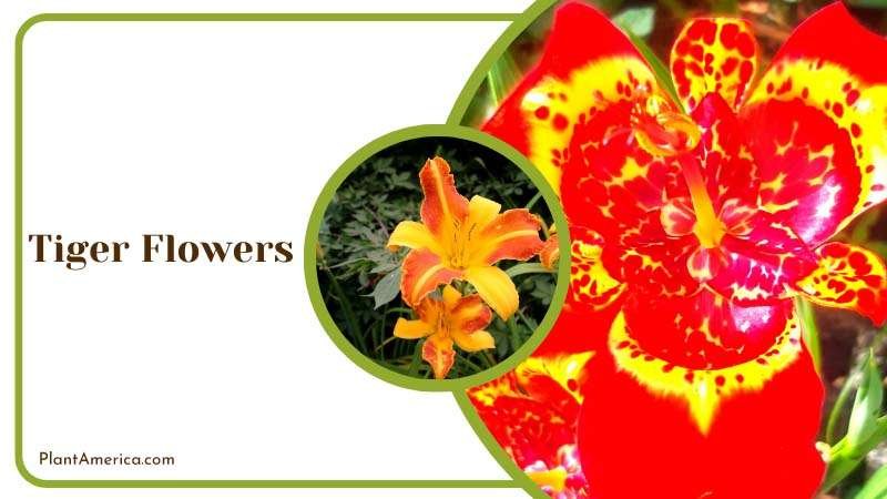 Tiger Flowers Blooms in Summer Plant America Tiger Flowers Blooms in Summer Plant America