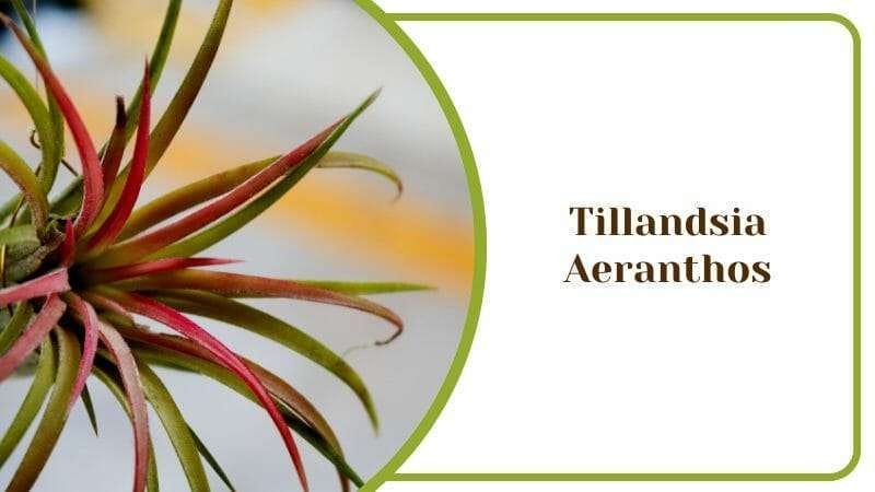 Tillandsia Aeranthos Tillandsia aeranthos minuette Air Plant PlantAmerica