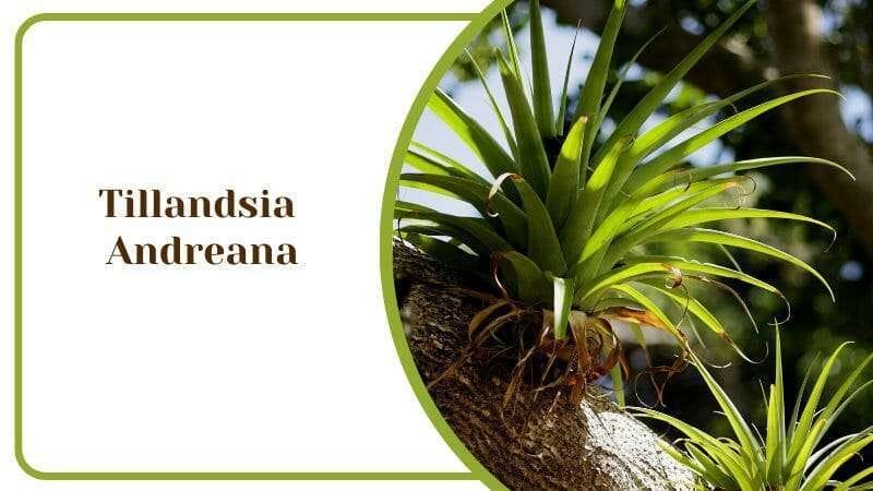 Tillandsia Andreana Rare Air Plant House and Bathroom Use PlantAmerica