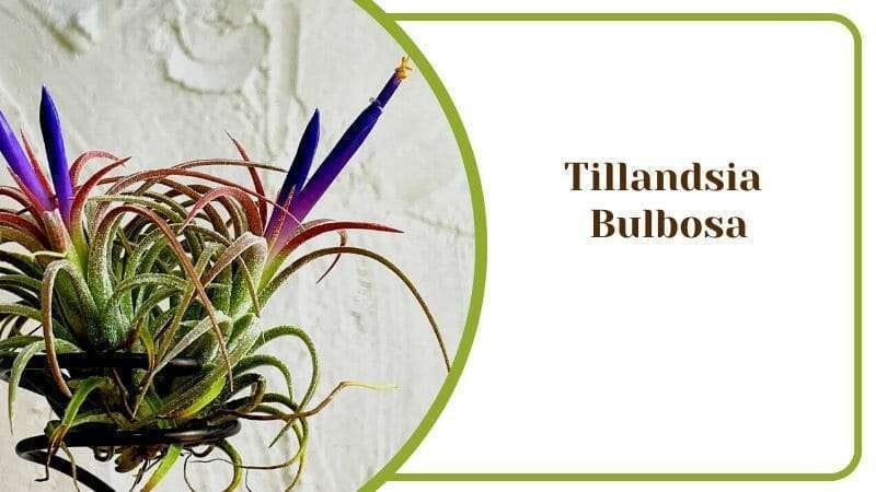 Tillandsia Bulbosa Air Plant for Home Decor PlantAmerica