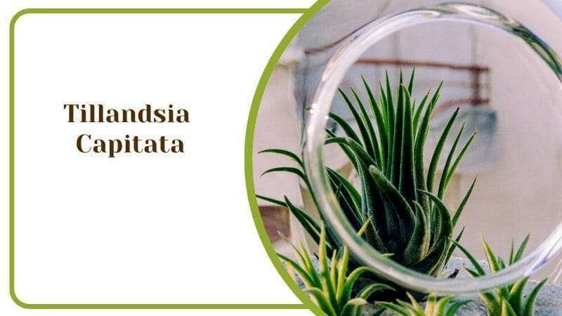 Tillandsia Capitata Air Plants for the Home and the Garden PlantAmerica