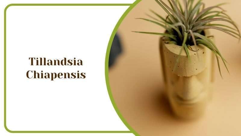 Tillandsia Chiapensis Home and Bathroom Decor Airplant PlantAmerica