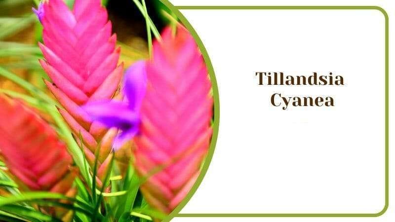 Tillandsia Cyanea Perfect Air Plant For the Garden PlantAmerica