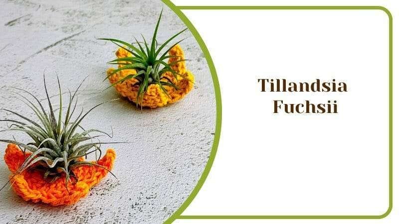 Tillandsia Fuchsii Air Plants and Flowers in Colorful Pots PlantAmerica