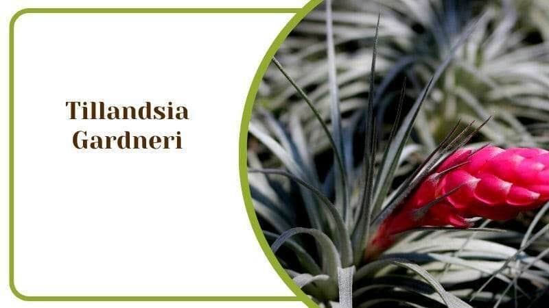 Tillandsia Gardneri Air Plants with Pink Flower Bloom PlantAmerica