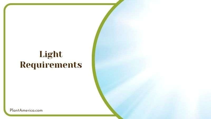 Tillandsia Juncea Under Indirect Light Plant America