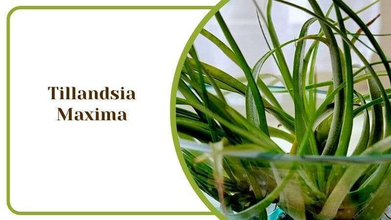 Tillandsia Maxima Crested Form Cluster Ionantha Cristata Flower and Plant PlantAmerica