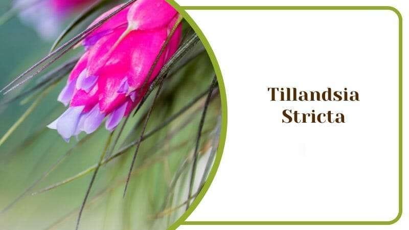 Tillandsia Stricta Magenta Flower Airplant for The Home PlantAmerica