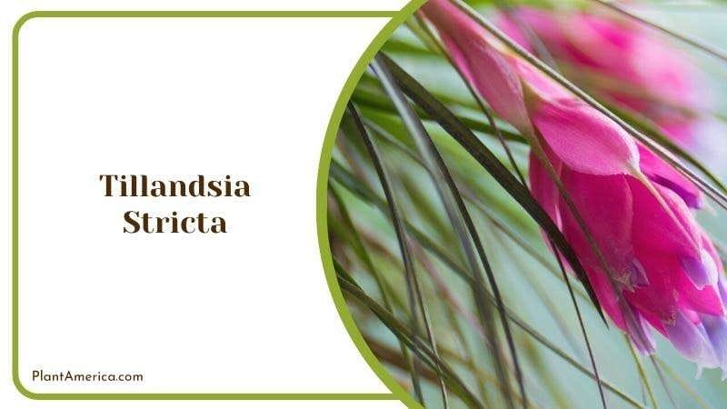 Tillandsia Stricta PlantAmerica