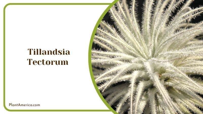 Tillandsia Tectorum PlantAmerica