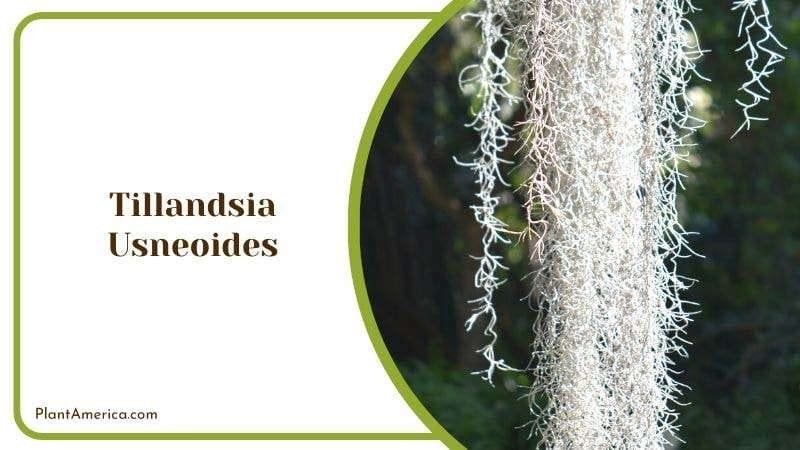 Tillandsia Usneoides PlantAmerica