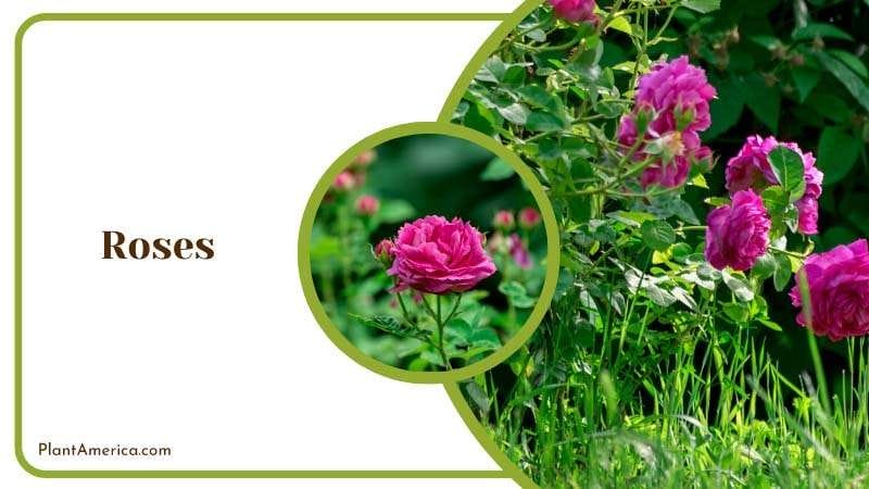 Timeless Beauty of Roses PlantAmerica