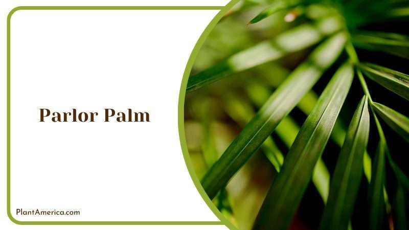 Timeless Beauty of the Parlor Palm Plant America