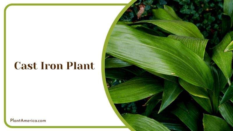 Timeless Cast Iron Plant Leaves Plant America Timeless Cast Iron Plant Leaves Plant America