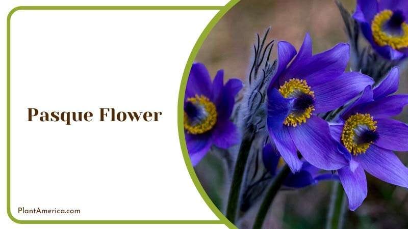 Timeless Charm of Pasque Flowers Plant America