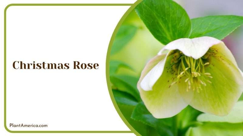 Timeless Charm of the Christmas Rose Plant America