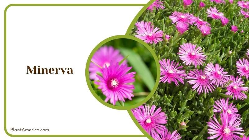 Tiny Beautiful Minerva Plant America Tiny Beautiful Minerva Plant America