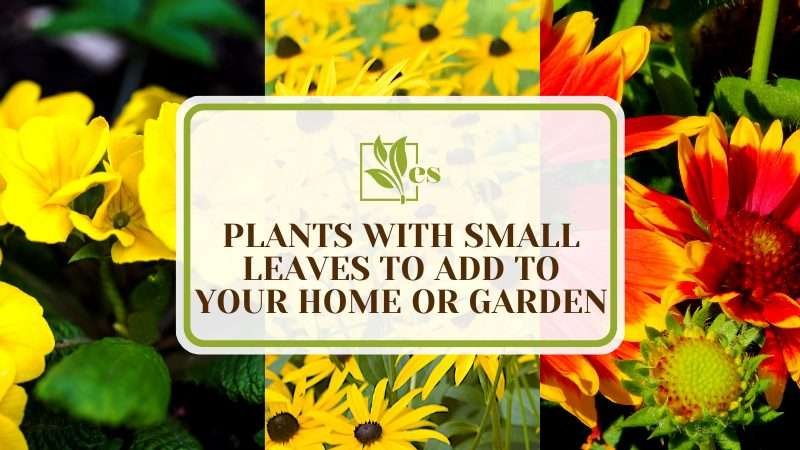 Tiny Leaved Plants for Your Space PlantAmerica 8 Plants With Small Leaves To Add to Your Home or Garden