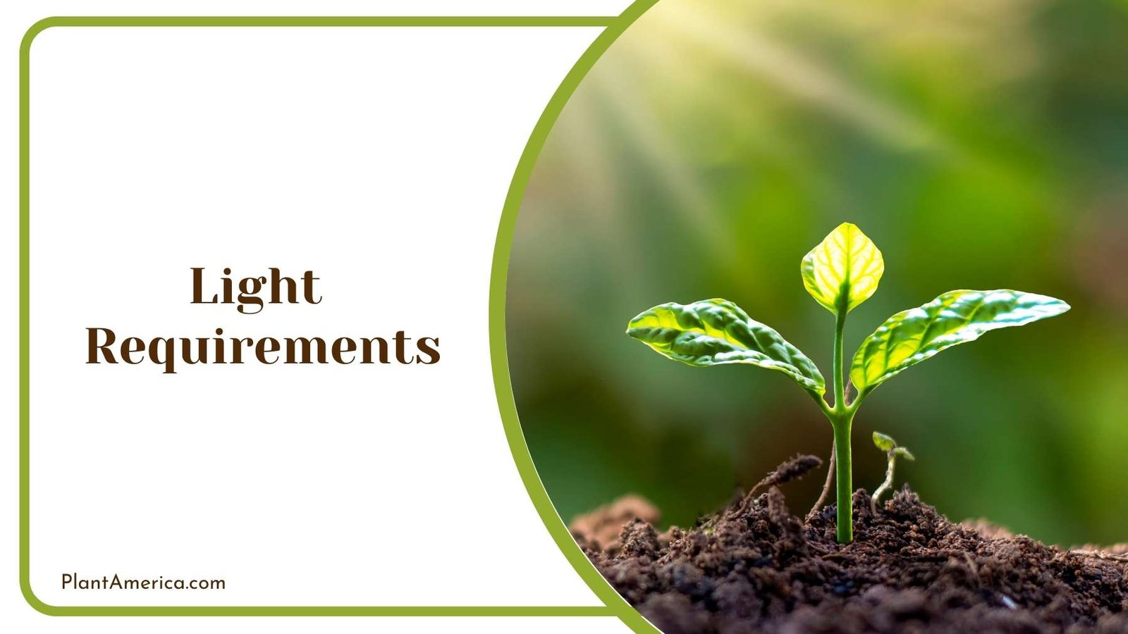 Tiny Plant Enjoying Sun Plant America