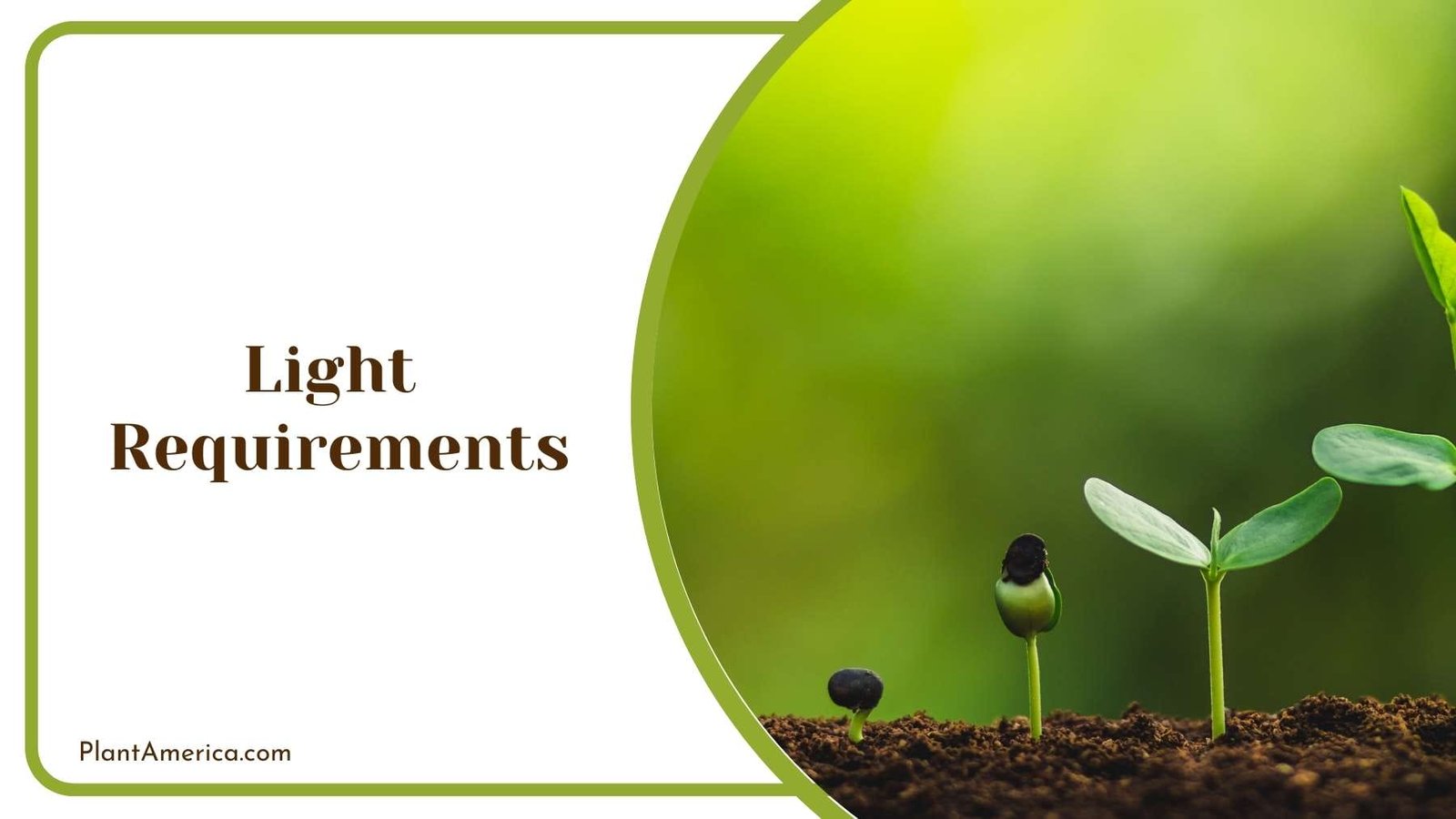 Tiny Plant Growing Process Plant America