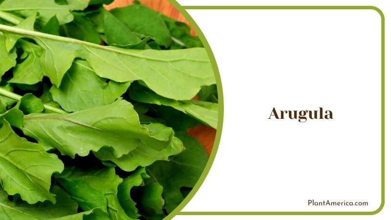 Tips for Growing this Nutritious Green Plant America