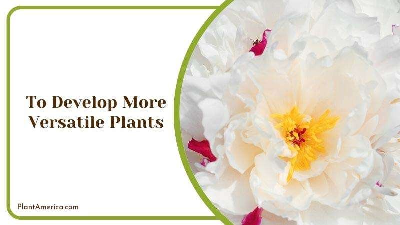 To Develop More Versatile Plants Plant America