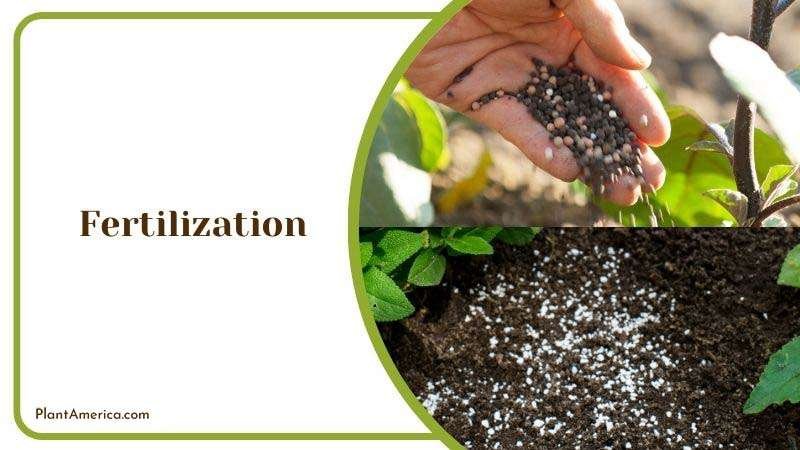 Katerina More Plants/Collage Image Fertilization