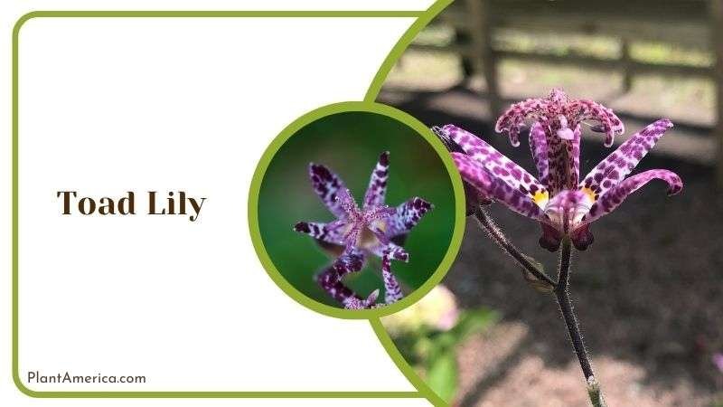 Toad Lily Plant America