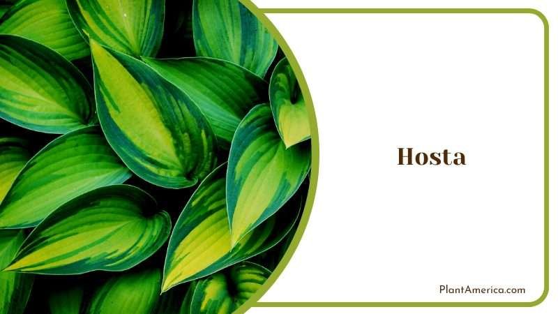 Tolerant Plant with Stunning Foliage PlantAmerica Tolerant Plant with Stunning Foliage PlantAmerica