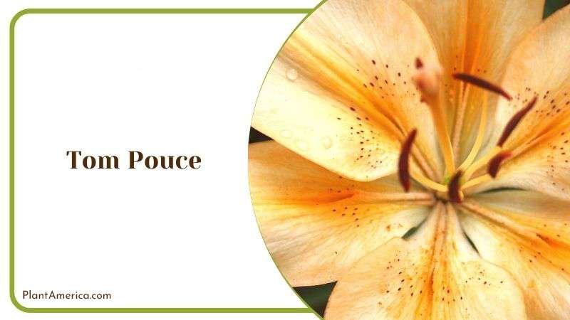 Tom Pouce Plant America