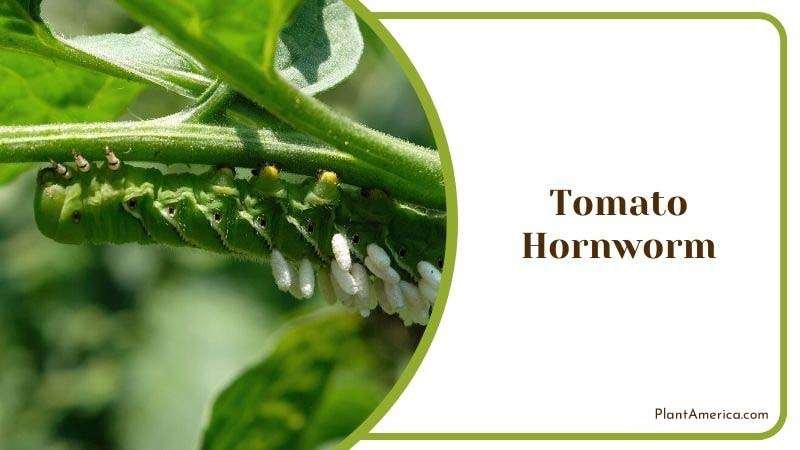 Tomato Hornworm Plant America