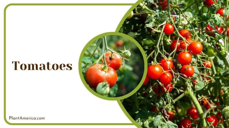 Tomato plants will hurt your blueberries Plant America