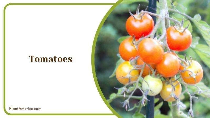 Tomatoes PlantAmerica