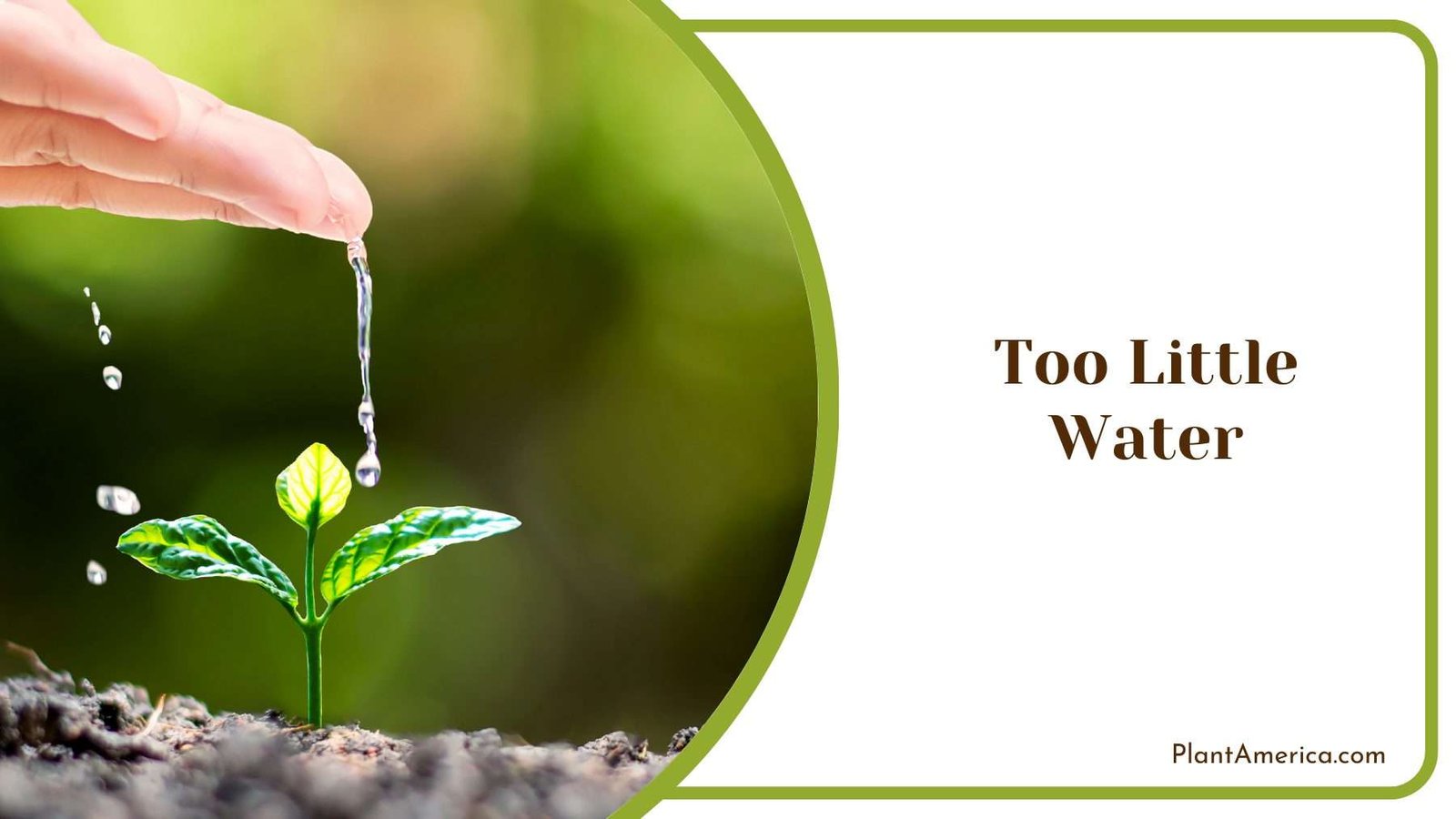 Too Little Water for Plants Plant America