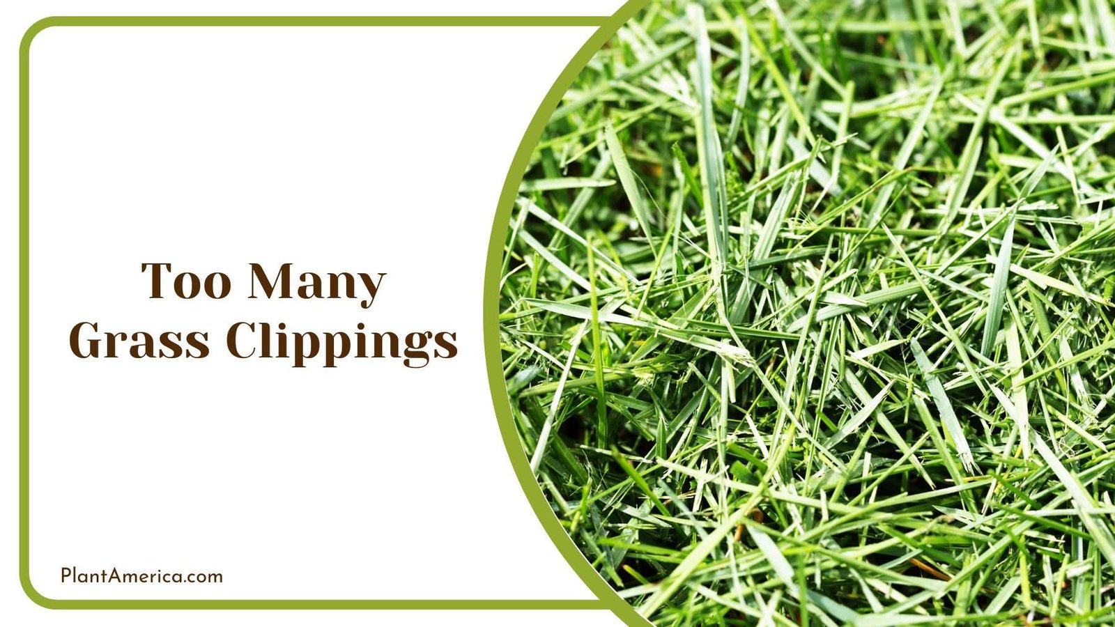 Too Many Grass Clippings Plant America