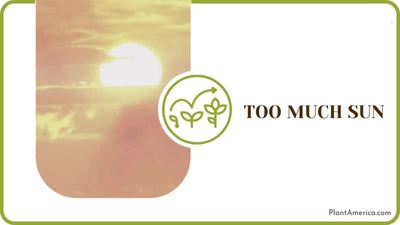 Too Much Sun Plant America