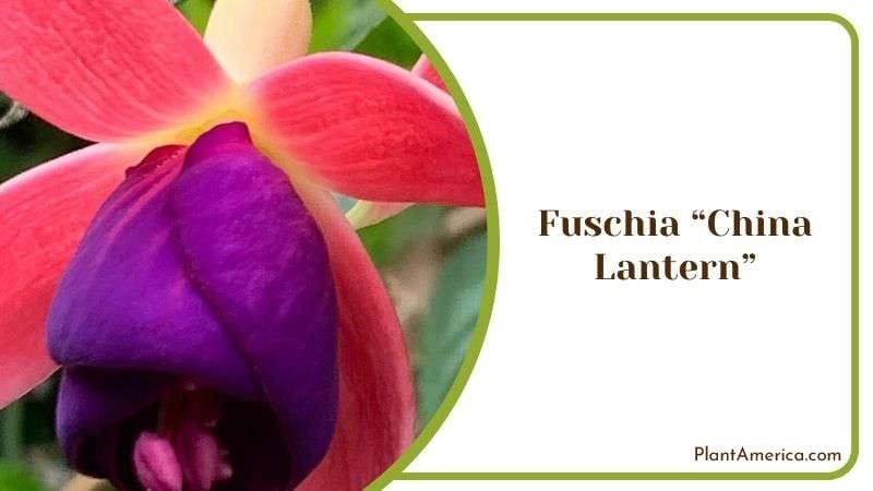 Toothy Leaves Fuschia China Lantern Plant America Toothy Leaves Fuschia China Lantern Plant America
