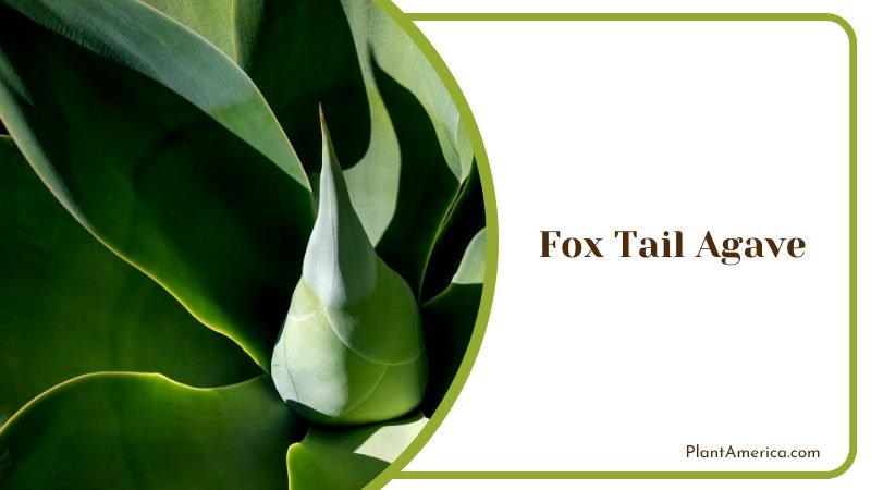 Top view of Fox Tail Agave Plant Plant America